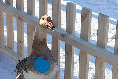 Гусиные забеги, обряды и много песен. В Костюковичском районе провели \"Гусінае свята\"