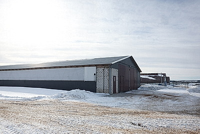 В тепле и с дополнительными порциями молока: как в Могилевской области содержат телят в морозы