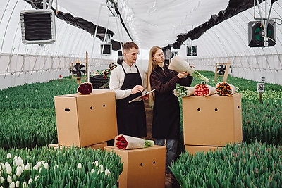 Около 500 тыс. тюльпанов ежегодно выращивает молодой фермер из Дрогичина