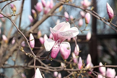В Бресте распустилась магнолия