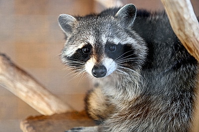 Выставки продукции и услуг белорусских предприятий организовали на международном форуме деловых контактов в Бресте