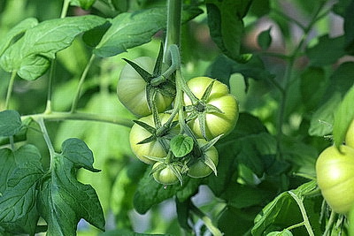 Мартовское путешествие в лето. Как в теплицах Гродненской овощной фабрики растят богатый урожай