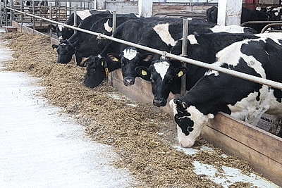В тепле и с дополнительными порциями молока: как в Могилевской области содержат телят в морозы