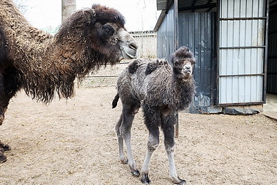 Впервые в Витебском зоопарке родился верблюжонок
