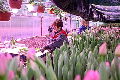 В Гродно готовятся к самому красивому весеннему празднику и начали срезку тюльпанов