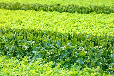 Круглый год в магазинах! Как выращивают овощи в тепличном хозяйстве \"ДОРОРС\"