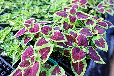 Полностью ручная работа. Более миллиона цветов готовят к высадке на улицах Витебска