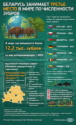 Инфографика. Беларусь занимает третье место в мире по численности зубров