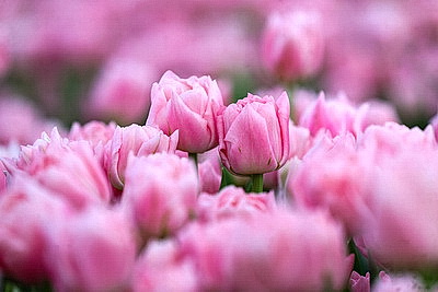 ФОТОХРОНИКА начинает новый информационный день