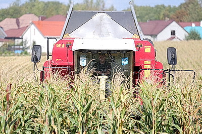 В Гродненской области активно убирают кукурузу