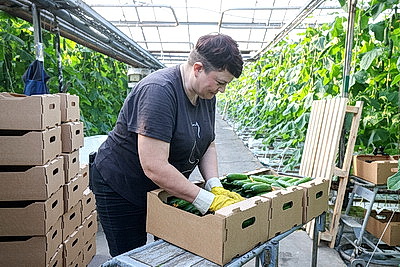 Мартовское путешествие в лето. Как в теплицах Гродненской овощной фабрики растят богатый урожай