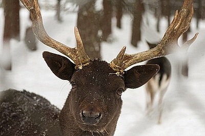 Зимний день в Березинском биосферном заповеднике