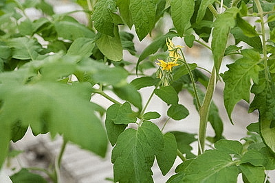 Минский парниково-тепличный комбинат к 8 Марта вырастит более 200 тыс. тюльпанов и около 60 тыс. роз