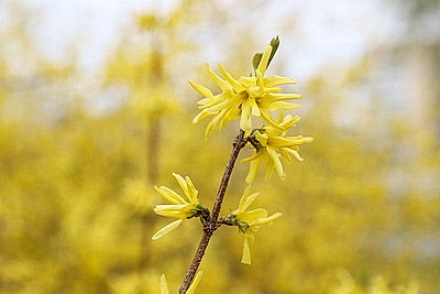 Яркие краски брестских улиц