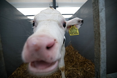 Лукашенко совершил рабочую поездку в Петриковский район