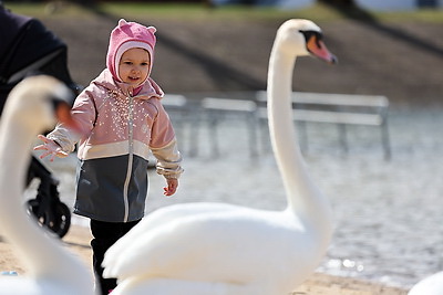 Весна. Белоснежные лебеди на водохранилище Дрозды