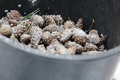 \"Шишки на вес золота\". Как в Белыничском лесхозе заботятся о будущем леса