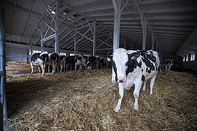 Лукашенко совершил рабочую поездку в Петриковский район