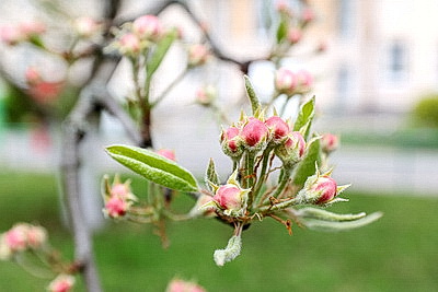 \"Символ мая, Победы, добра и плодородия\". В Беларуси проходит акция \"Яблоневый сад\"