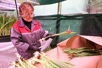 В Гродно готовятся к самому красивому весеннему празднику и начали срезку тюльпанов