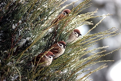 ФОТОХРОНИКА начинает новый информационный день