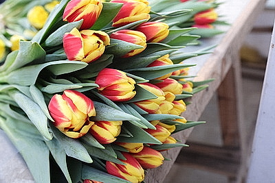 Минский парниково-тепличный комбинат к 8 Марта вырастит более 200 тыс. тюльпанов и около 60 тыс. роз