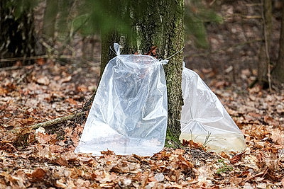 В Гродненской области приступили к заготовке березового сока