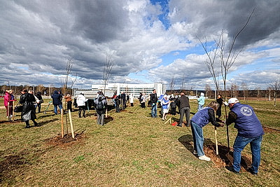 Аллею из 50 молодых лип высадили активисты-общественники в Гродно
