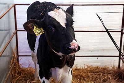 Условия региона, соблюдение технологий. Минсельхозпрод о подходах при строительстве профилакториев для телят