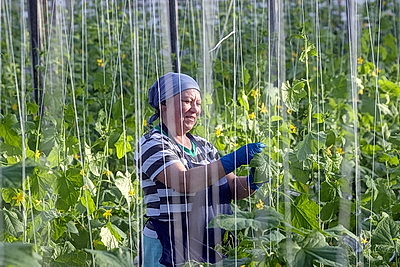 Первые огурцы нового урожая собрали овощеводы тепличного хозяйства \"Брилево\"
