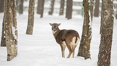 Зимний день в Березинском биосферном заповеднике