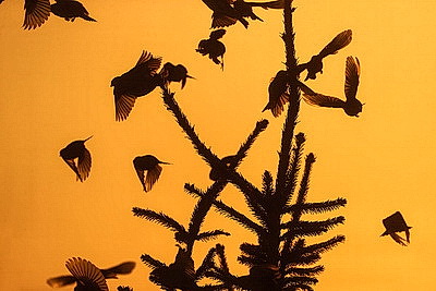 ФОТОХРОНИКА начинает новый информационный день