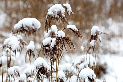 Снежный зимний день