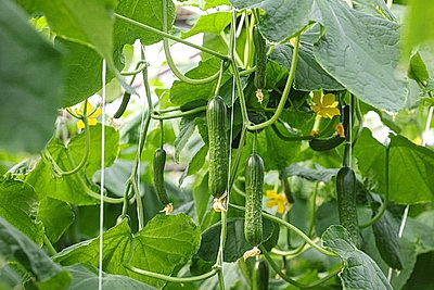 Мартовское путешествие в лето. Как в теплицах Гродненской овощной фабрики растят богатый урожай