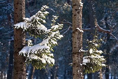 Зимний пейзаж