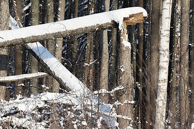 При разработке труднодоступных лесосек планируют заготовить около 600 тыс. куб.м древесины