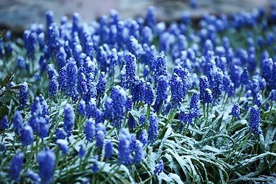 Мокрый снег выпал в Гродно