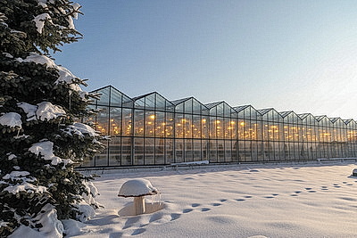 Урожай свежих огурцов, помидоров, салата, зелени собирают в Полоцком районе
