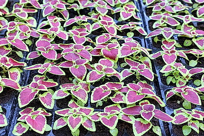 Полностью ручная работа. Более миллиона цветов готовят к высадке на улицах Витебска