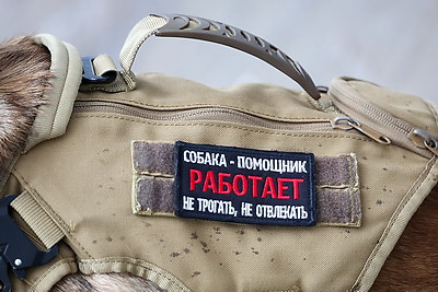 Здесь человек и собака понимают друг друга \"с первого взгляда\". Как несут службу кинологи в Бобруйском отделе Департамента охраны