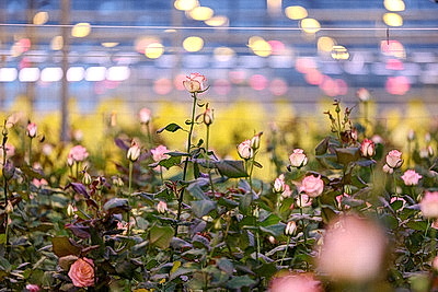 Круглый год в магазинах! Как выращивают овощи в тепличном хозяйстве \"ДОРОРС\"