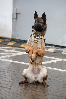 Здесь человек и собака понимают друг друга \"с первого взгляда\". Как несут службу кинологи в Бобруйском отделе Департамента охраны
