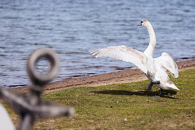 Весна. Белоснежные лебеди на водохранилище Дрозды