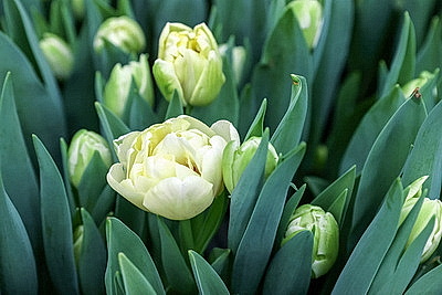 Тюльпаны продолжают расти даже в вазе. В Гомельском опытном лесхозе рассказали об особенностях букетов