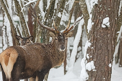 Зимний день в Березинском биосферном заповеднике