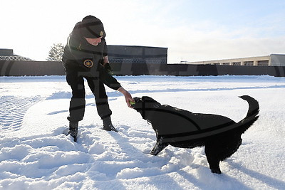 Глухая чаща и бетонные завалы: секреты службы белорусского лабрадора Дарка - претендента на \"Лохматый Оскар\"