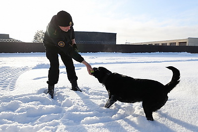 Глухая чаща и бетонные завалы: секреты службы белорусского лабрадора Дарка - претендента на \"Лохматый Оскар\"