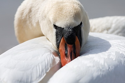 Весна. Белоснежные лебеди на водохранилище Дрозды