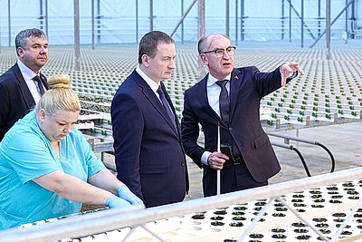 Круглый год в магазинах! Как выращивают овощи в тепличном хозяйстве \"ДОРОРС\"