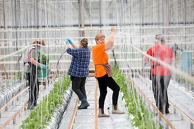 На Гродненской овощной фабрике ухаживают за рассадой, готовят ее к высадке